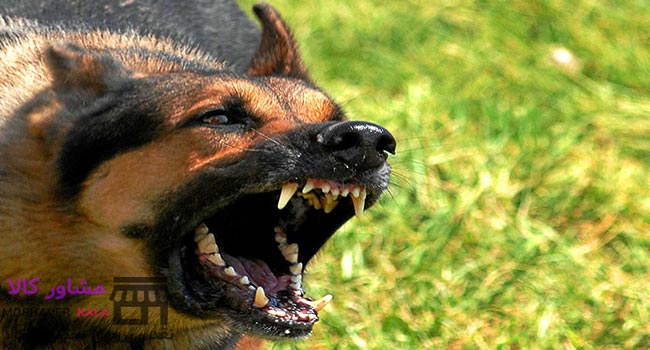راه های مقابله با حمله سگ ها