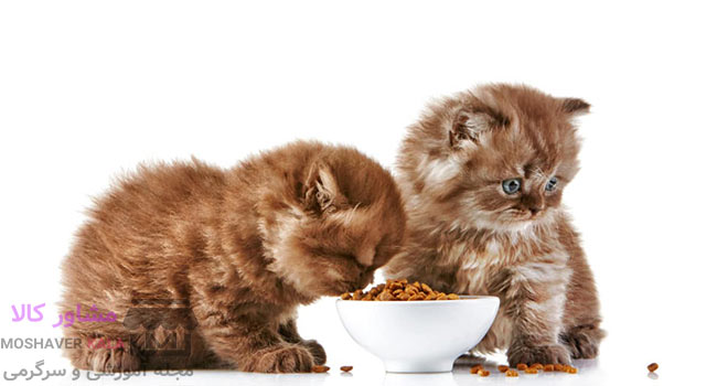 چگونه بهترین غذای خشک گربه را انتخاب کنیم؟، بهترین غذای خشک برای گربه، بهترین برند غذای خشک گربه، بهترین غذای گربه، غذای خشک گربه مفید، بهترین غذای خشک گربه، بهترین غذای خشک ایرانی گربه، بهترین غذای خشک گربه خارجی، بهترین غذای گربه ایرانی، بهترین غذا خشک گربه، بهترین غذای گربه خارجی